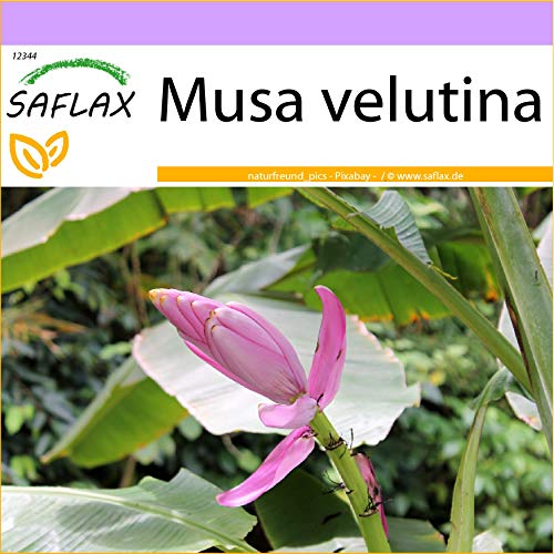 SAFLAX - Banana de Kenia - 8 semillas - Musa velutina