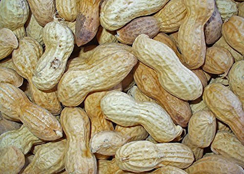 SAFLAX - Cacahuete - 8 semillas - Arachis hypogaea