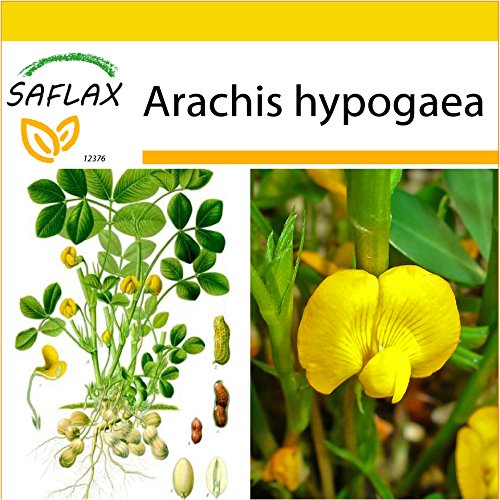 SAFLAX - Cacahuete - 8 semillas - Arachis hypogaea