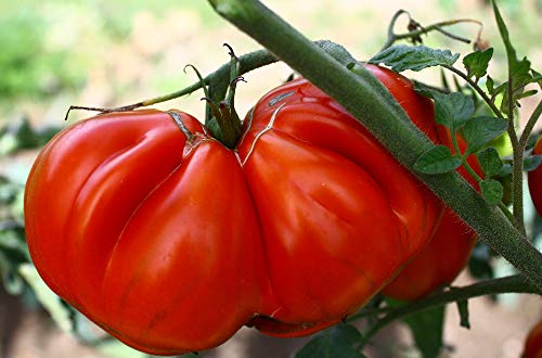 SAFLAX - Ecológico - Tomate - Corazón de buey - 10 semillas - Con sustrato estéril para cultivo - Solanum lycopersicum