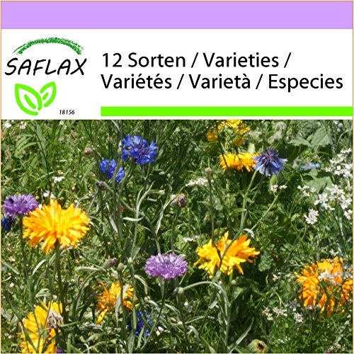 SAFLAX - Estampitas comestibles - 1000 semillas - 12 Wildflower Mix