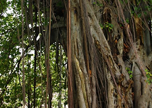 SAFLAX - Garden in the Bag - Higuera de Bengala - 20 semillas - Con sustrato de cultivo en un sacchetto rigido fácil de manejar. - Ficus benghalensis