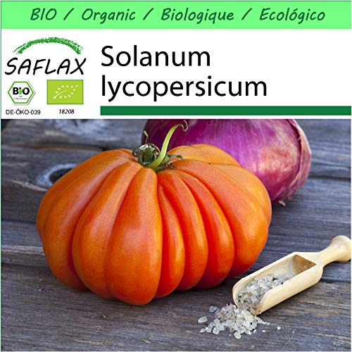 SAFLAX - Garden to Go - Ecológico - Tomate - Corazón de buey - 10 semillas - Con macetero de barro, platillo, sustrato para cultivo y fertilizante - Solanum lycopersicum