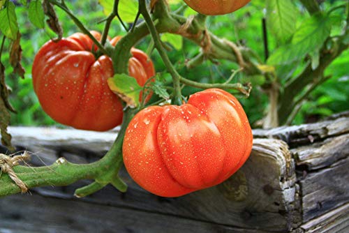 SAFLAX - Garden to Go - Ecológico - Tomate - Corazón de buey - 10 semillas - Con macetero de barro, platillo, sustrato para cultivo y fertilizante - Solanum lycopersicum