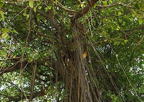 SAFLAX - Garden to Go - Higuera de Bengala - 20 semillas - Con macetero de barro, platillo, sustrato para cultivo y fertilizante - Ficus benghalensis