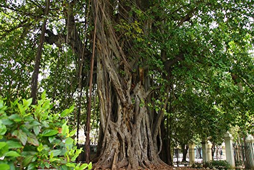 SAFLAX - Higuera de Bengala - 20 semillas - Ficus benghalensis