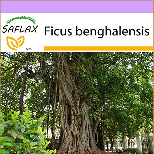 SAFLAX - Higuera de Bengala - 20 semillas - Ficus benghalensis