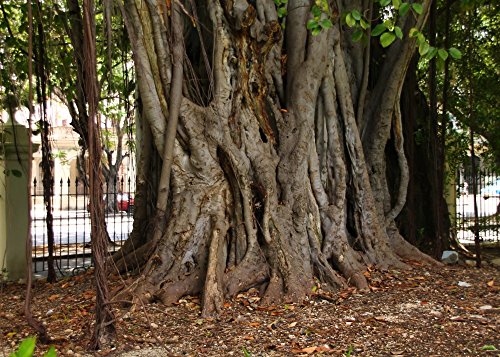 SAFLAX - Set de cultivo - Higuera de Bengala - 20 semillas - Con mini-invernadero, sustrato de cultivo y 2 maceteros - Ficus benghalensis