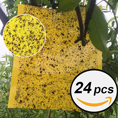 sellebestgood Paquete de 24 trampas Adhesivas Dobles de 6 x 8 Pulgadas para Insectos de Plantas voladoras (se Incluyen Corbatas)
