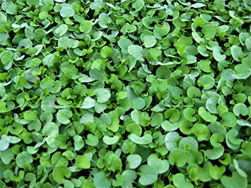 Semillas de Césped - DICHONDRA REPENS - Hierba de Riñón, Oreja de Ratón, sustitutivo o complementeo del césped para zonas sombrías. Tapizante suelos enlosados, paso japones - 1 kg - Dalmau