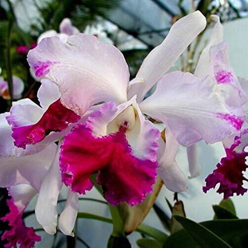 semillas de flor de Cattleya Híbrida 200PCS famoso flores semillas de orquídeas de Bonsai en maceta planta de la oficina Beautiful Flowers