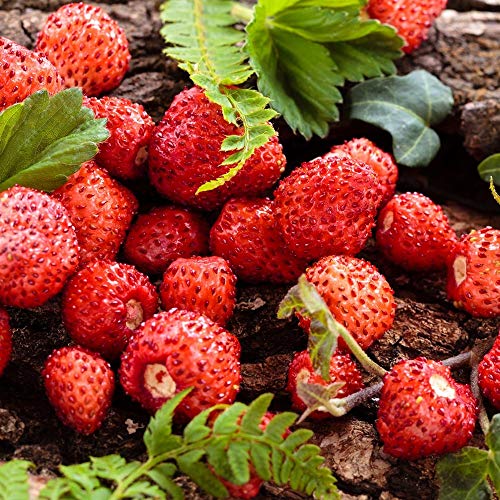 Semillas de fresas silvestres de Attila - Fragaria vesca - 330 semillas