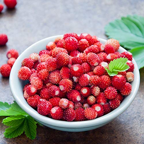 Semillas de fresas silvestres de Attila - Fragaria vesca - 330 semillas