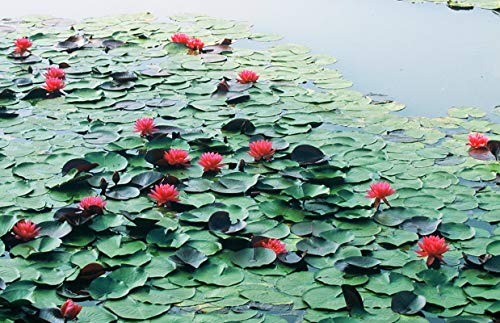 Semillas de loto Bonsai Bowl, 30 piezas de semillas de plantas de flores de lirio de agua, patio ornamental, los mejores colores mezclados viables, semillas de características