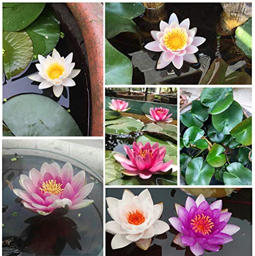 Semillas de loto Bonsai Bowl, 30 piezas de semillas de plantas de flores de lirio de agua, patio ornamental, los mejores colores mezclados viables, semillas de características