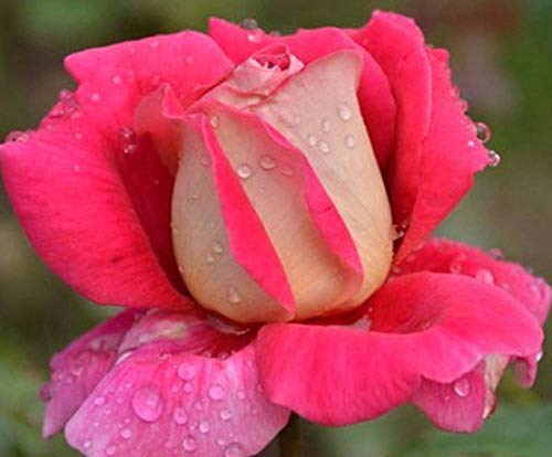 Semillas Ornamentales de Hierba,Balcón en Maceta Flores Rosas Semillas-Alice_10,Semillas de Flores perennes