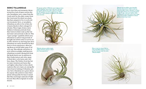 Sengo, Z: Air Plants: The Curious World of Tillandsias