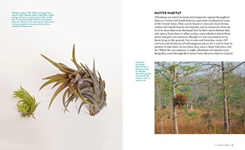 Sengo, Z: Air Plants: The Curious World of Tillandsias