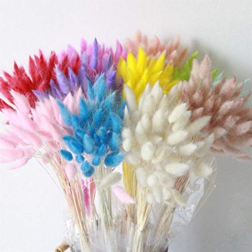 SJZS Artificial y Flores secadas 30Pcs / Lot secas Naturales Ramo de Las Flores for la decoración casera de Boda de Flores Real Colorido Conejo Cola ichu (Color : Rose Red)