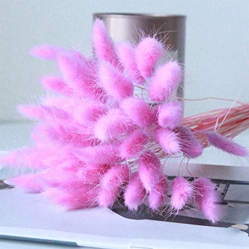 SJZS Artificial y Flores secadas 30Pcs / Lot secas Naturales Ramo de Las Flores for la decoración casera de Boda de Flores Real Colorido Conejo Cola ichu (Color : Rose Red)