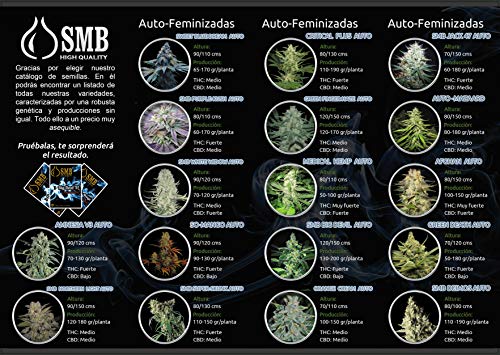 Smb Seeds Amensia Silver. Semillas Feminizadas Autofloreciente. Pack de 3 semillas + regalo sorpresa.