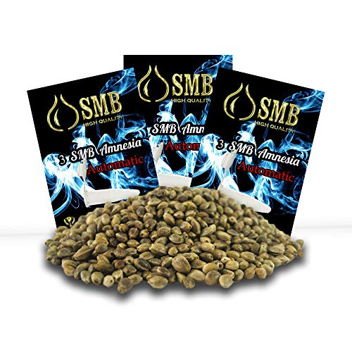 Smb Seeds Amensia Silver. Semillas Feminizadas Autofloreciente. Pack de 3 semillas + regalo sorpresa.