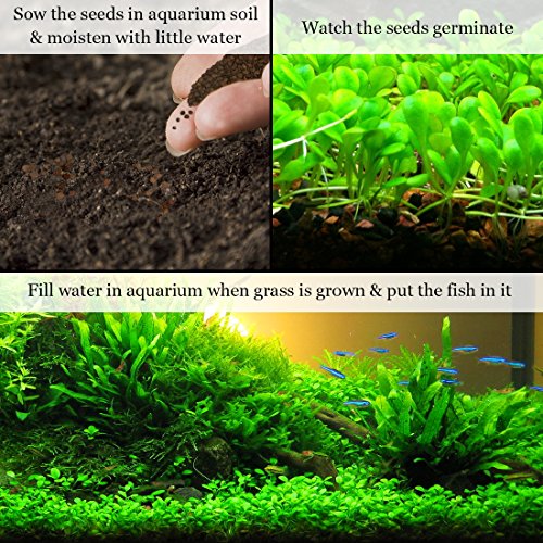 SunGrow Reptile Glosso Seeds, 2 Onzas, Promueve La Salud Física Y Mental, The Native Jungle Atmosphere, Vivarium Carpet Plant, Ideal para Principiantes Y Profesionales, 1 Paquete