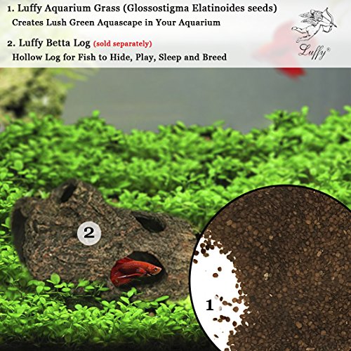 SunGrow Reptile Glosso Seeds, 2 Onzas, Promueve La Salud Física Y Mental, The Native Jungle Atmosphere, Vivarium Carpet Plant, Ideal para Principiantes Y Profesionales, 1 Paquete