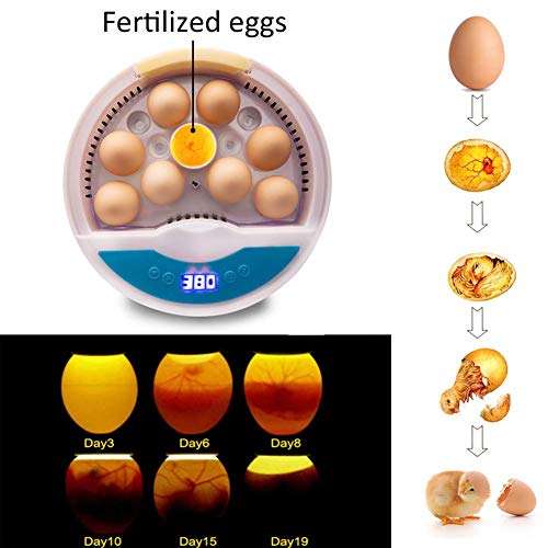 Szseven Incubadora automática de Huevos Criador de Huevos Digital Dispositivo de cría de Aves de Corral para Pollos, Patos, Aves de Ganso (Huevos de 9 Piezas)