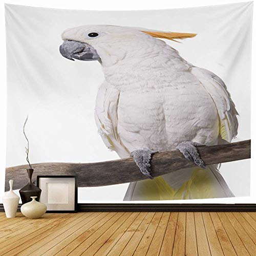 Tapiz Colgante de pared Obra Sulphurea Mascota Cacatúa Medio Citron Paraguas Blanco Híbrido Animales Pájaro Amarillo Vida salvaje Naturaleza Alba Tapices Decoración del hogar para la sala de estar Dor