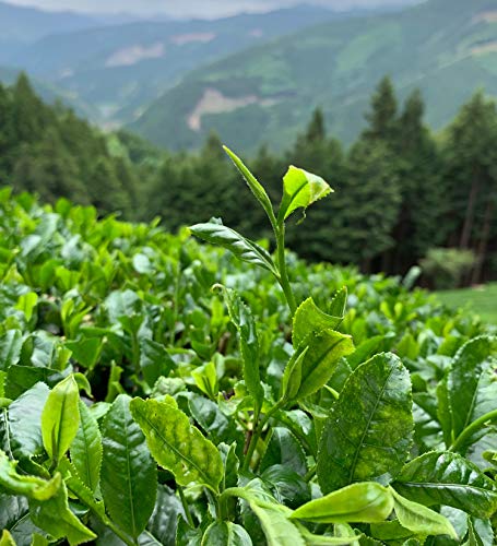 Té Exclusivo Verde Kabusecha "Hikari" 【Premiado con el premio Nihoncha al mejor producto】100% de té verde japonés de CHILL TEA Tokyo – Elaborado con la cosecha de las primeras hojas sueltas - 60g