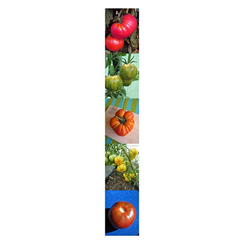 Tomates antiguas coloridos - kit de semillas regalo con 5 variedades tradicionales