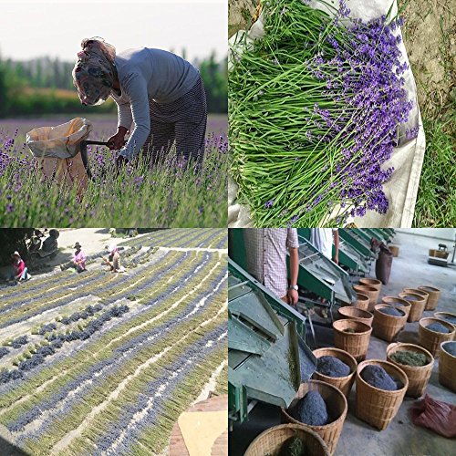 TooGet Los Brotes de La Lavanda Secaron Las Bolsitas del Desodorante de Las Flores, Grado Ultra Azul - 6PCS