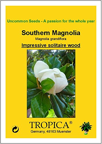 TROPICA - Magnolia común (Magnolia grandiflora) - 20 semillas- Mediterráneo