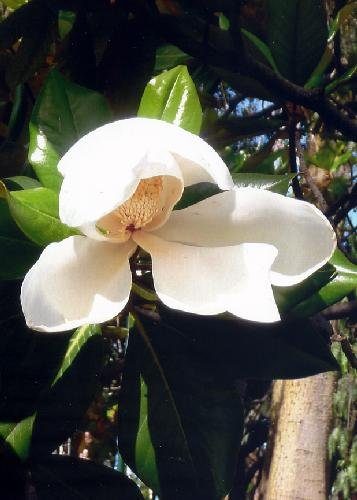 TROPICA - Magnolia común (Magnolia grandiflora) - 20 semillas- Mediterráneo