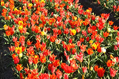 Tulipa 'Greigii MIX' 100 PCS (Varios colores) [Bulbos de flores de primavera] BOMBILLAS DE FLORES SOSTENIBLES - Amsterdam Flower Bulbs Online ®