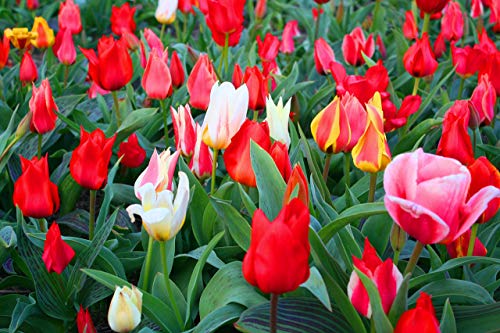 Tulipa 'Greigii MIX' 100 PCS (Varios colores) [Bulbos de flores de primavera] BOMBILLAS DE FLORES SOSTENIBLES - Amsterdam Flower Bulbs Online ®