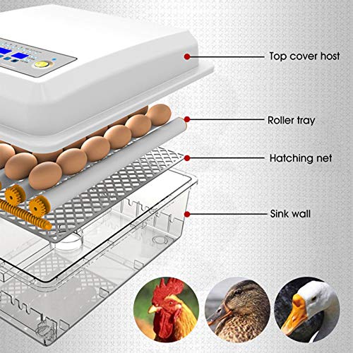 TZUTOGETHER Incubadora Automática 16 Huevos,incubadoras de huevos automaticas,incubadoras de pollitos,pantalla digital Incubadora inteligente para el hogar Control automático de temperatura y giro