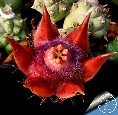 Venta caliente! 100pcs / lot mejores semillas raras flor del cactus, forma gigante, tolerantes al calor Planta suculenta perenne De Flores, # BBQMBQ