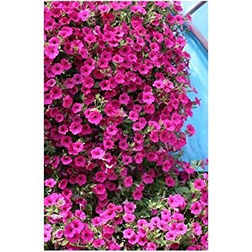 VISA STORE La mejor petunia de arrastre de la semilla. Las intensas flores de color violeta-pÃºrpura son impresionantes en cestas colgantes, un mejor desempeÃ±o que las petunias Surfinia plante