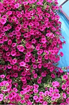 VISA STORE La mejor petunia de arrastre de la semilla. Las intensas flores de color violeta-pÃºrpura son impresionantes en cestas colgantes, un mejor desempeÃ±o que las petunias Surfinia plante