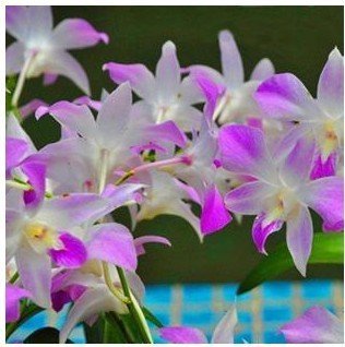 Vistaric Envío gratis semillas de flores semillas de orquídeas cattleya multicolor mariposa orquídea bonsai monoflord semillas - 10 semillas