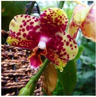 Vistaric Envío gratis semillas de flores semillas de orquídeas cattleya multicolor mariposa orquídea bonsai monoflord semillas - 10 semillas