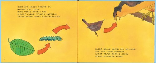 Who Eats What? Food Chains and Food Webs