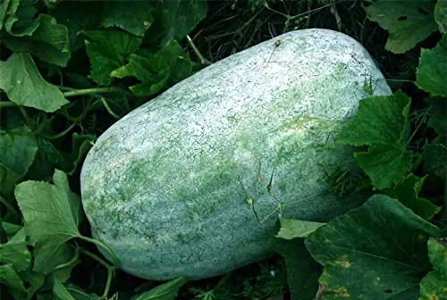 Winter Melon Seeds 10g Wax Gourd Hairy Tong Round Tong Garden Vegetable Organic Chinese Green Fresh Fresh Climbing Hermb Seeds para plantar al aire libre para cocinar plato sopa