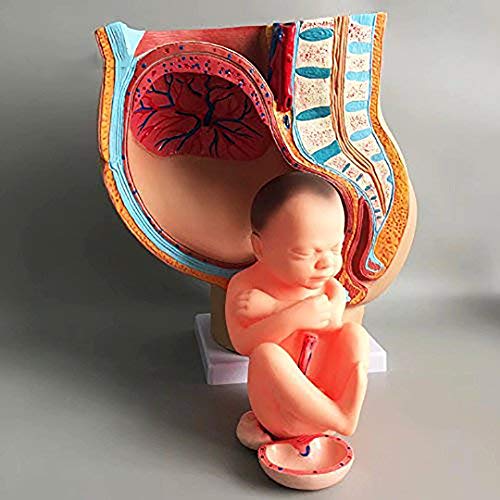 WLKQ Modelo Pelvis con el feto - Embarazo Pelvis Modelo - Tamaño Vida Humana Embarazo Pelvis Modelo - sagital de la anatomía Femenina de la Pelvis con el Embarazo 3 Meses feto del bebé Modelo