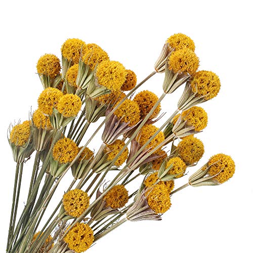 XHXSTORE 20pcs Flores Secas Gypsophila Amarillo Ramo de Flores Naturales Otoño para Decoración Ramo de Boda Mesa Manualidades Fiesta Navidad Otoño Hogar