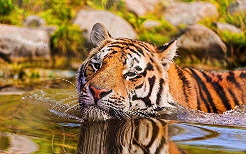 ZDWTXABA Rompecabezas de Madera 1000 Piezas Puzzle de Madera Tigre en el Agua desarrolla Juegos mentales para niños como Regalos para niños