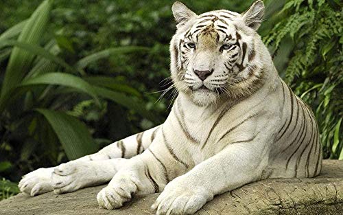 ZDWTXABA Rompecabezas de Madera 1000 Piezas Rompecabezas de Madera Adulto descansando Tigre Blanco desarrolla el Juego Mental de los niños como un Regalo para los niños