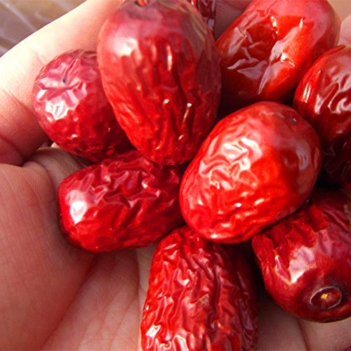 10 PC / gigantes Bolso rojo de la azufaifa Semillas Semillas deliciosa fruta exótica de la nutrición Raras Bonsai en maceta la planta del regalo Decoración Hogar y Jardín 2